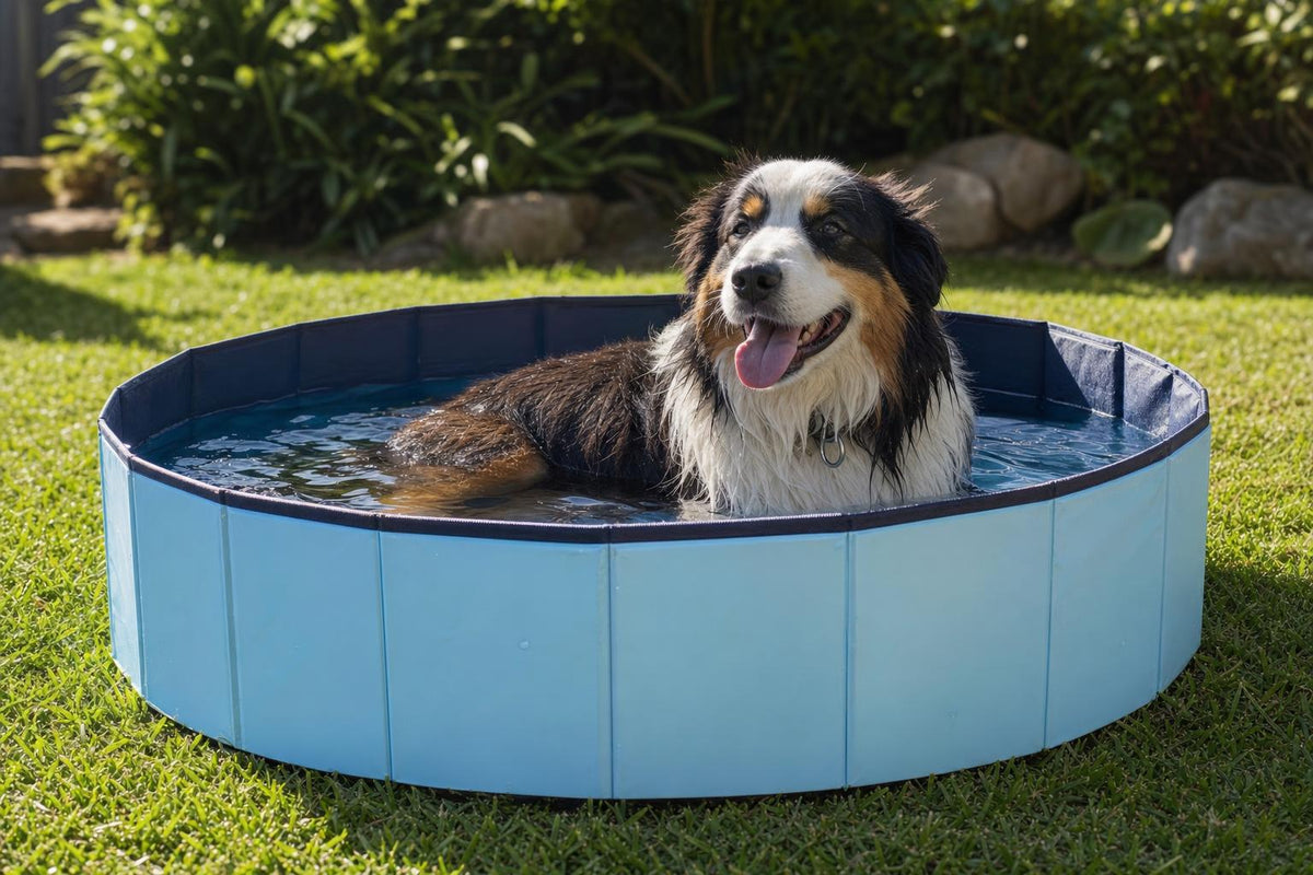 Please Provide Supplier Product Details - in-use-dog
