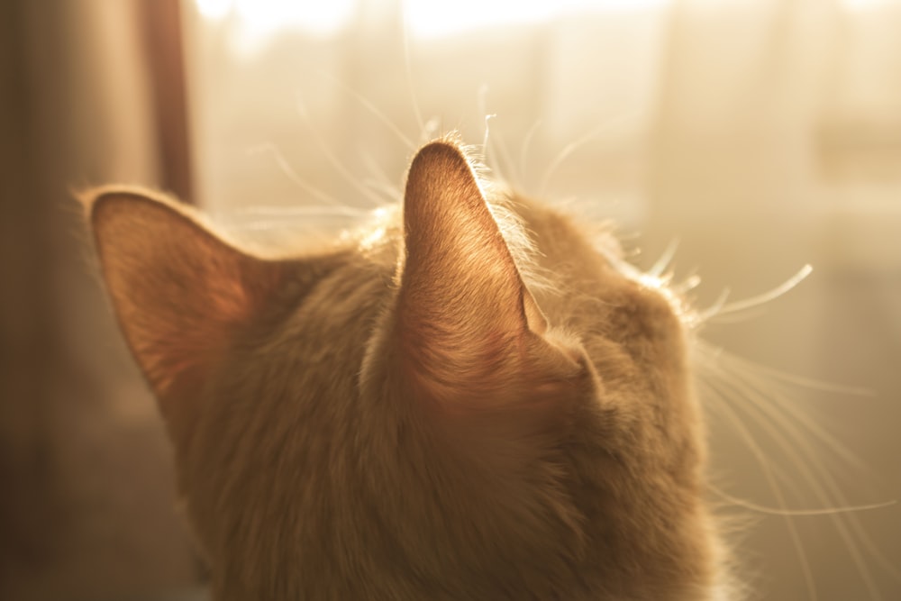 Miso