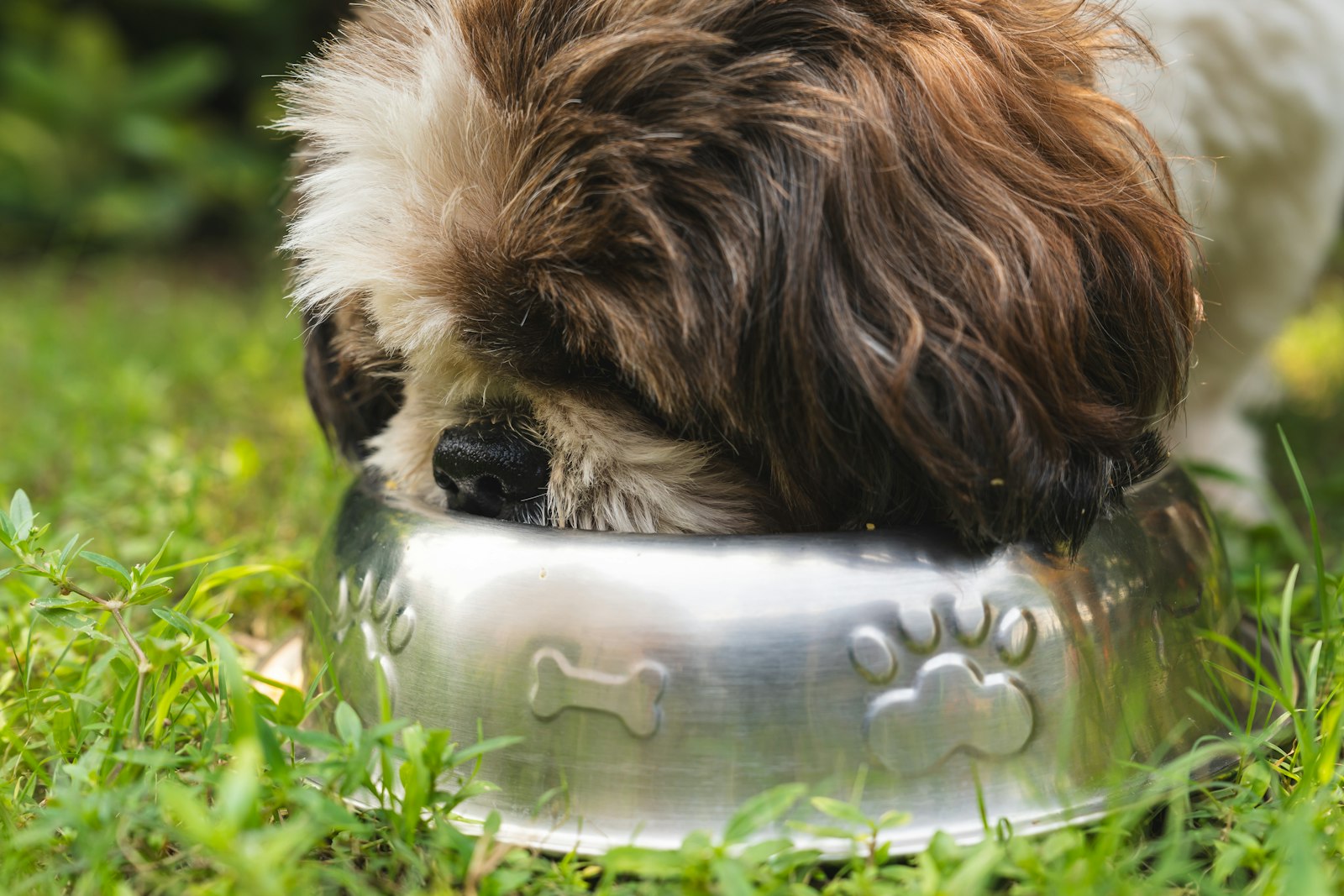Dog drinking from a stainless steel bowl on the grass