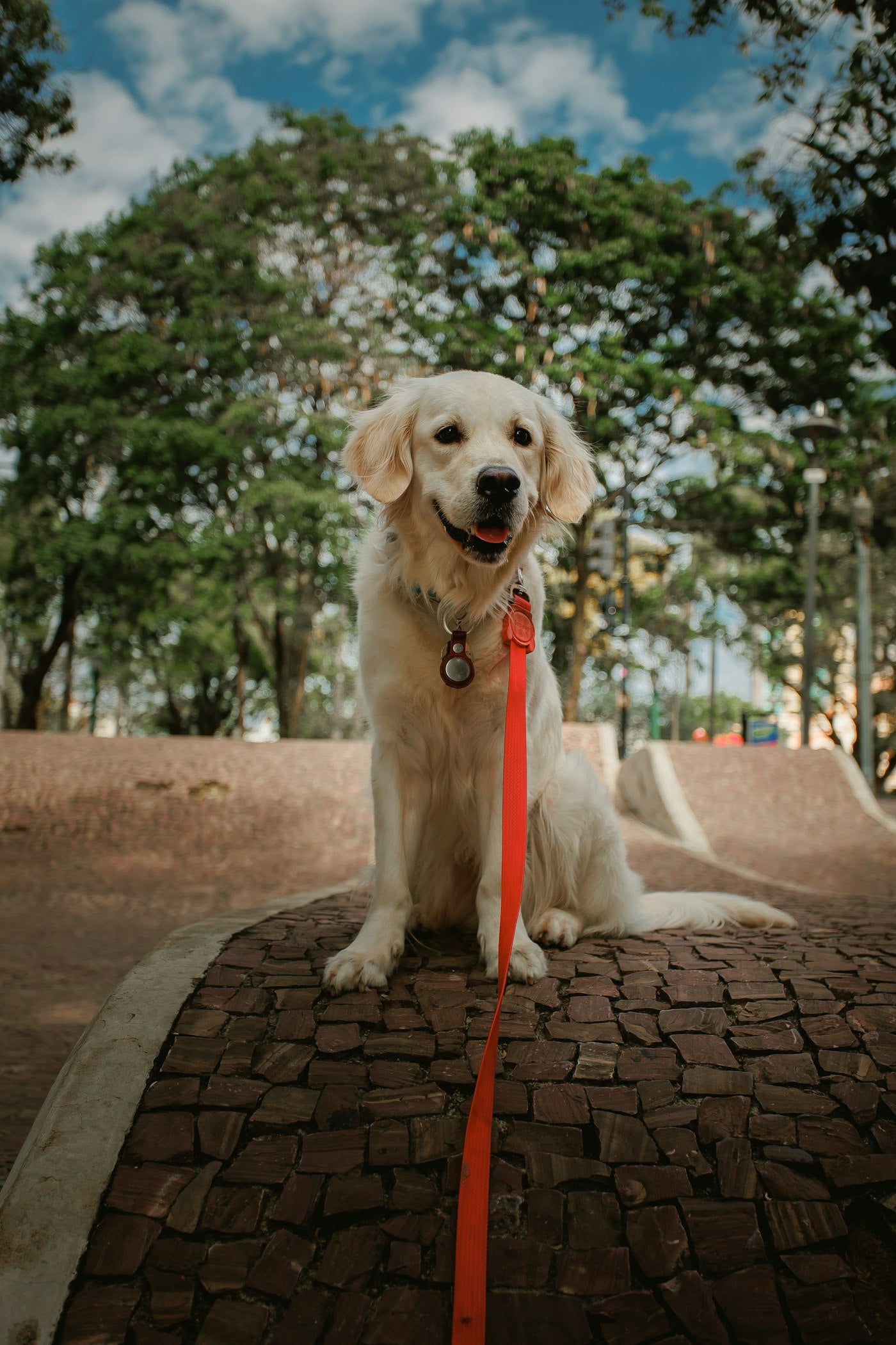 Cream golden retriever sitting in a park on an orange lead